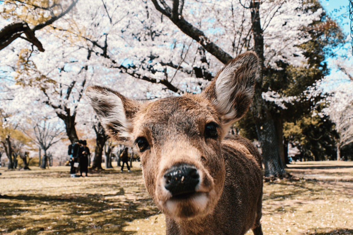 Nara park Japonia