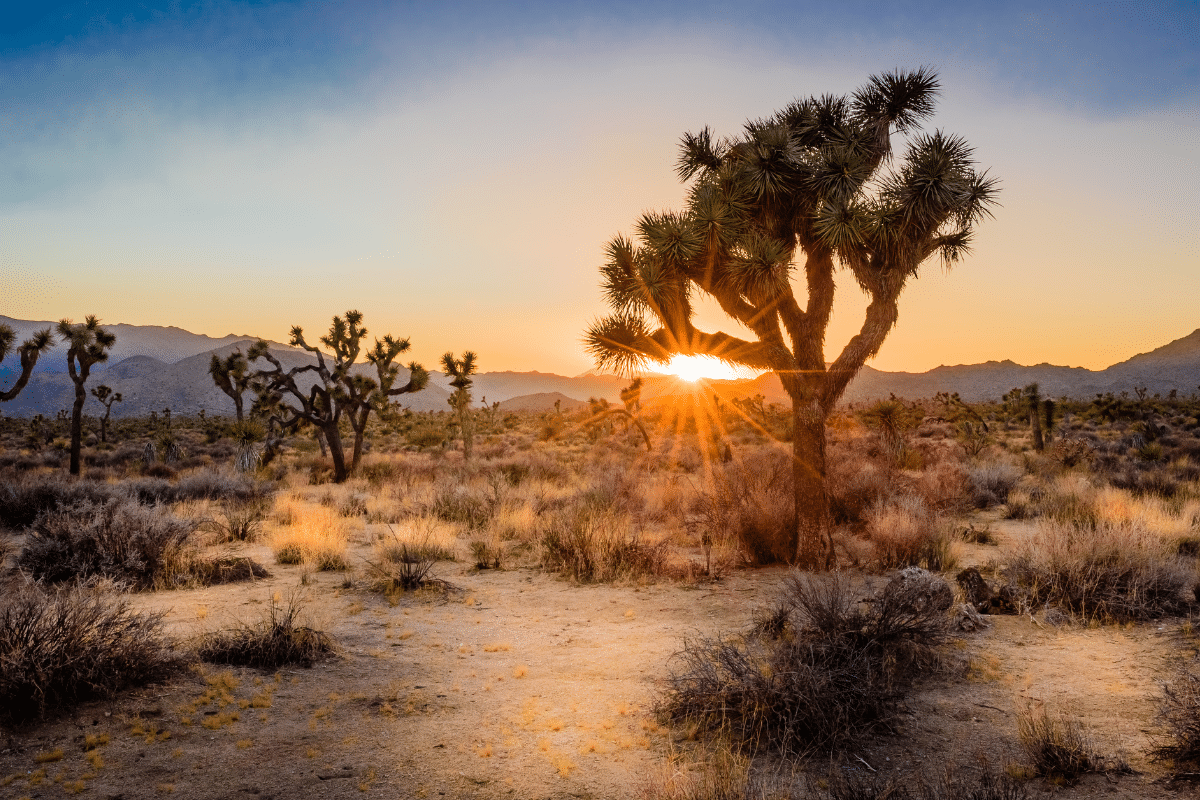 Joshua Tree National Park