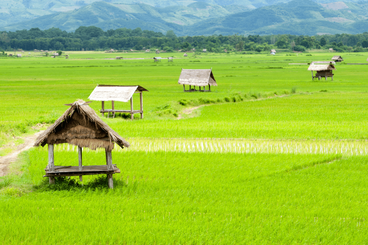 Luang Namtha Laos