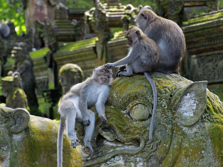 Monkey Forest Ubud