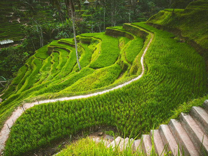 Tarasy ryżowe Tegalalang w Abian Desa